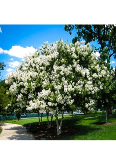 Videolu Sarı Beyaz Mor 3 Adet Oya Ağacı Fidanı 30-75cm Tüplü Yellow White Purple Lacebark