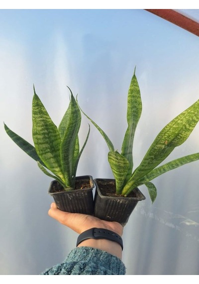 Videolu Kılıç Çiçeği 10 30 Cm 2 Adet Saksılı İç/ Dış Mekan Bitkisi Gladiolus