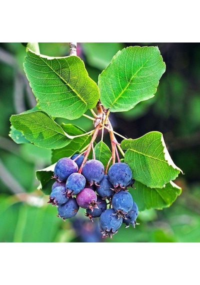 Şifalı Saskatoon Berry Fidanı