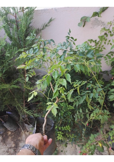 Acem Burusu Sarmaşığı Fidanı. Tüplü 40-60 Cm. Dikime Hazır
