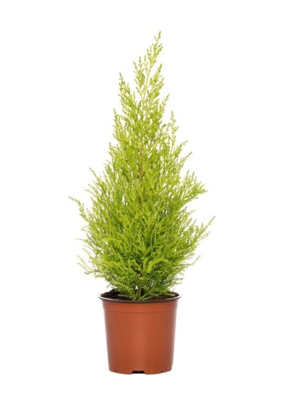 Videolu Mis Kokulu 1 Adet Limoni Servi Ağacı Fidanı 30-50cm Saksılı Lemon Cypress