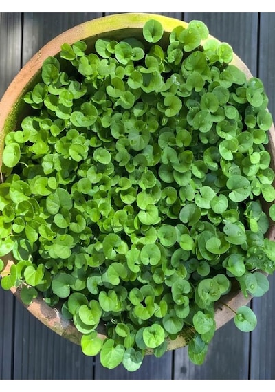 Dichondra Repens- Fare Kulağı Çiçeği 1 Adet Saksılı Bahçe-balkon Çiçeği