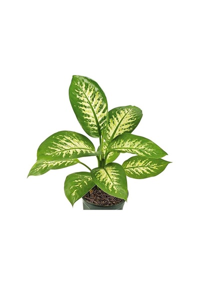 Thebestonline Dieffenbachia - Difenbahya Tropic Snow 40-50 Cm Boy