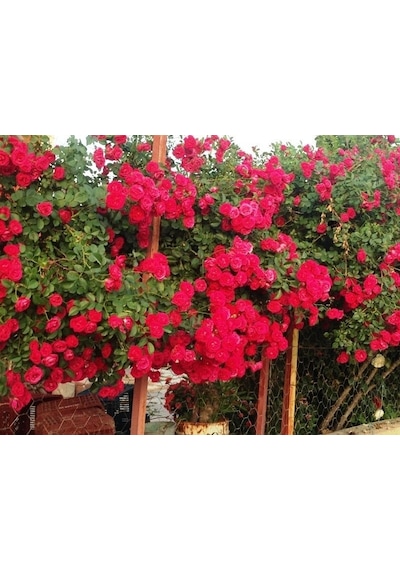 Tüplü Kokulu Kırmızı Cherry Belle Sarmaşık Gül Fidanı 120-160 Cm