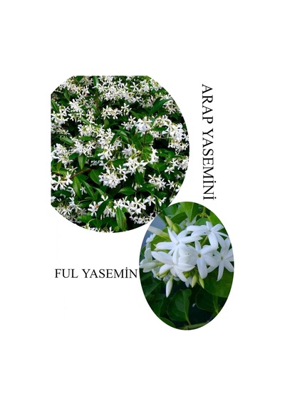 Arap Yasemini Çiçeği 1adet Saksılı 30-50cm+ful Yasemin 30-60cm Kokulu Bahçe Seti