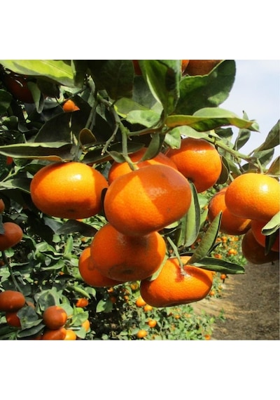 Tüplü Aşılı Aromatik Bol Verimli Yarı Bodur Nova Mandalina Fidanı