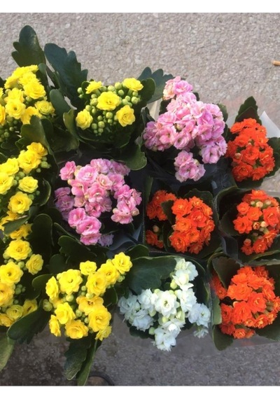 Kalanşo Çiçeği Fidanı 10-20 Cm