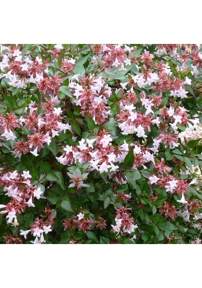 Saksıda Güzellik Çalısı Beyaz Çiçekli Abelya abelia
