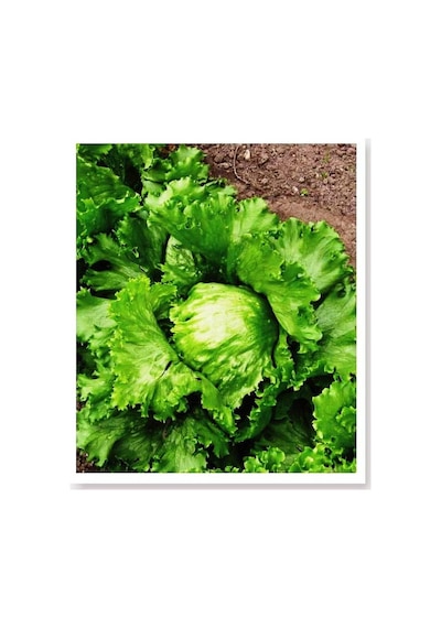 AGRodal Tarım Doğal Marul Tohumu Iceberg 1000 Adet