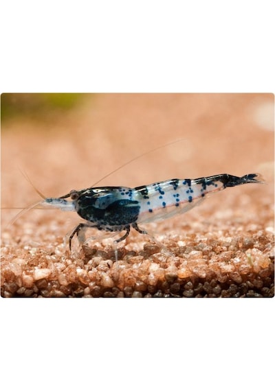Rili Karides Karbon 4 Ad 1-1.2 Cm