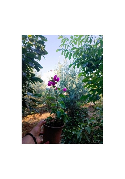 Mor Begonvil Çiçegi 10-20 Cm