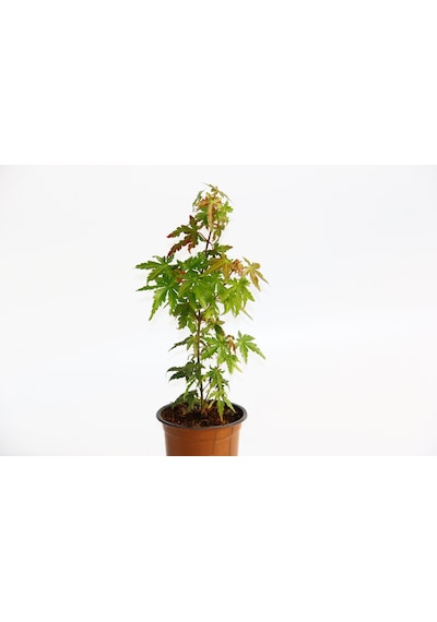 Japon Akçaağacı  Acer Palmatum