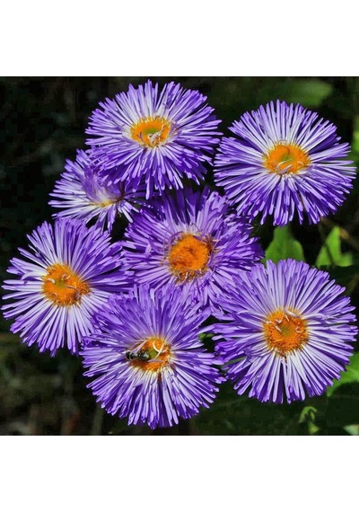 Clear Blue Erigeron Çiçeği Tohumu 50 Tohum N114737