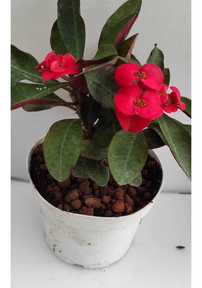 Videolu Kırmızı Milli Dikenler Tacı 1 Adet Saksılı 15-30cm Salon Bitkisi Kaktüs Euphorbia