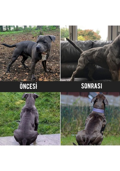 Bio Petactive Bulky Power Köpek Protein Tozu 368 G