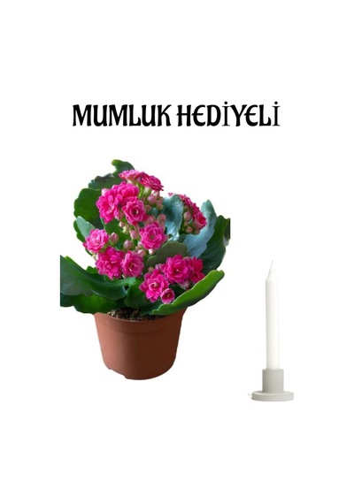 Koyu Pembe Kalanşo Kalanchoe Çiçeği Mumluk Hediyeli Sevgililer Günü Hediyesi