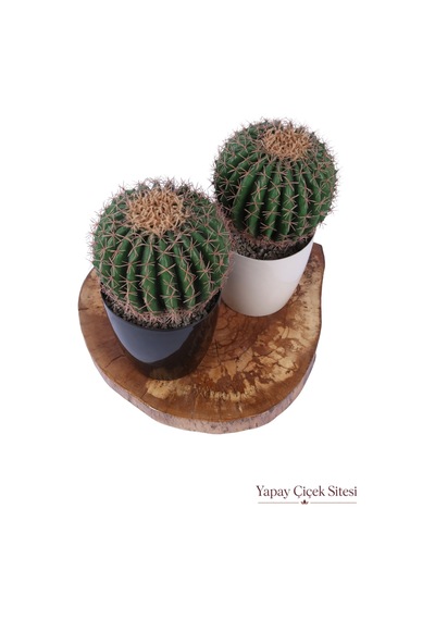 Yapay Çiçek Sitesi Plastik Saksıda 2li Mini Yapay Kaktüs Aranjmanı 45 Cm Yeşil