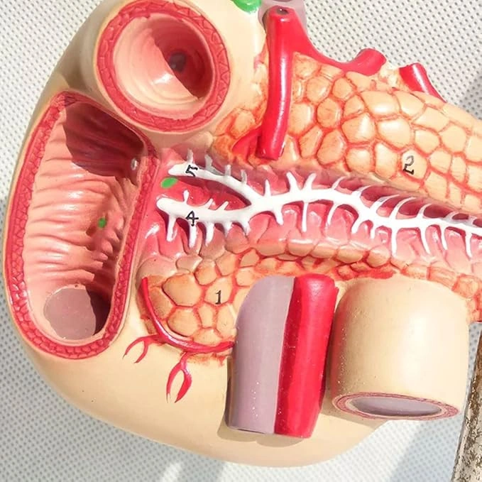 1:1 Yaşam Boyu Anatomik İnsan Pankreas Duodenum Ve Dalak Modeli Eğitim Materyali Çok Renkli