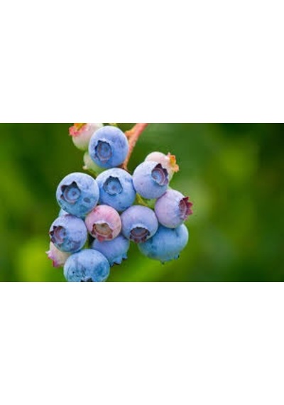 15 Adet Tohum Yaban Mersini Tohumu Blueberry Tohum Saksı Toprak