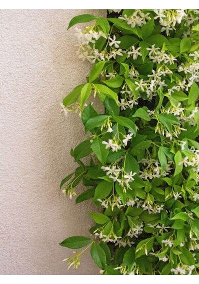 Yasemin Beyaz Çiçekli Kokulu Şarmaşık 90-120 Cm 1 Adet Dış Mekan Bitkisi Star Jasmine