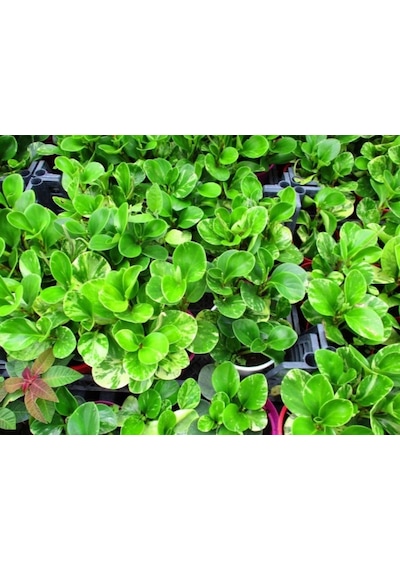 Peperomia Optusifolia Saksılı Hediyelik Bitki 3 Adet