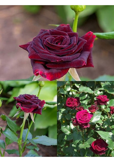 Videolu Yediveren Kokulu Bordo Renk 40 70 Cm 2 Adet Saksılı Aşılı Gül Maroon Rose