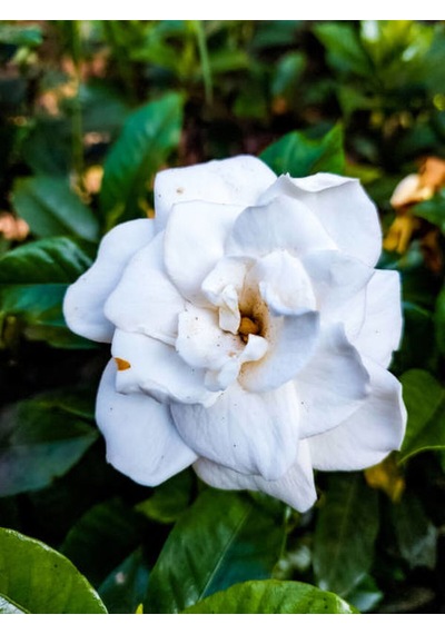Videolu Mis Kokulu Ofis Bitkisi 1 Adet Gardenya Çiçeği Saksılı 30-45cm Gardenia Flower