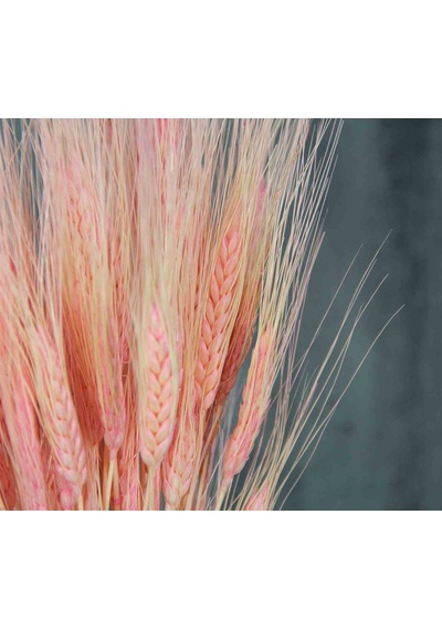 Kurutulmuş Başak Demeti Pembe