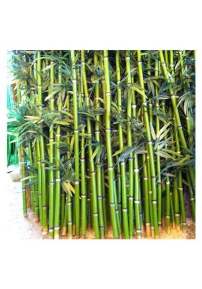 20 Adet Bambu Fidanı 25 Cm Topraklı Gönerim,,