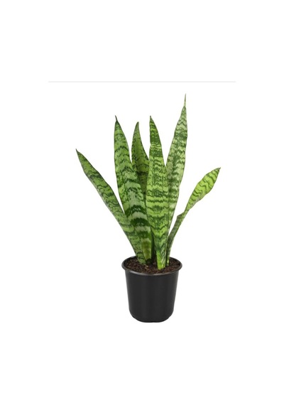 Yeşil Kılıç Bol Köklü 20-40cm Dolgun Bitki Ev, Ofis, Salon Kullanımı