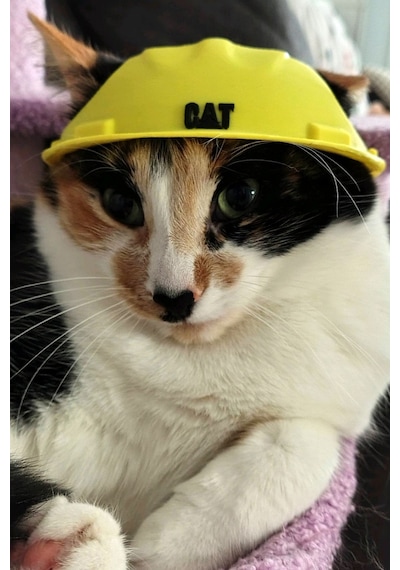 Kedi İnşaat Baretli Kostüm Eğlenceli Kedi Şapkası & Fotoğraf Aksesuarı