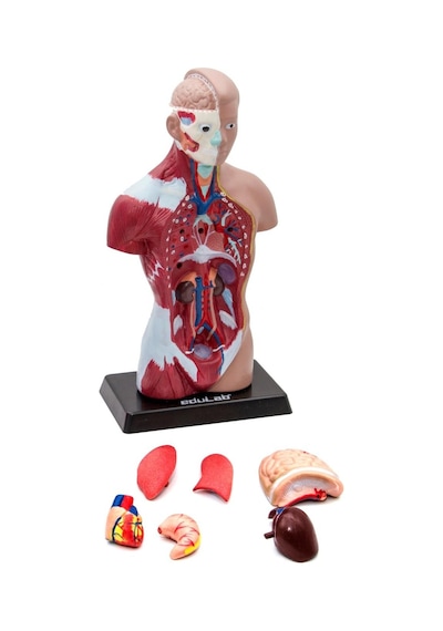 İnsan Vücudu Küçük 28 Cm 8 Parçadan Oluşan Eğitici Oyuncak Sök Tak, Tak Çıkar İnsan Anatomisi, İnsan Vücudu
