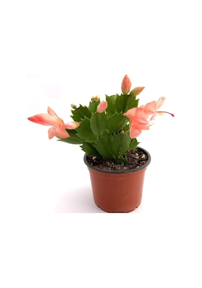 Bitkim Sende Schlumbergera - Yılbaşı Çiçeği 1 Adet Yavruağzı