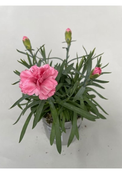 Yeni Sezon Bol Çiçekli 5 Adet Karanfil Çiçeği Renkli Bodur Tür 15-25cm