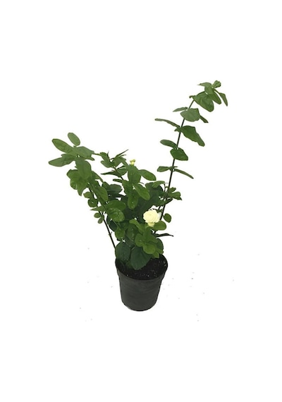 Mis Kokulu Katlı Ful Yasemin Çiçeği 1 Adet Saksılı 30-60cm Bahçe Bitkisi