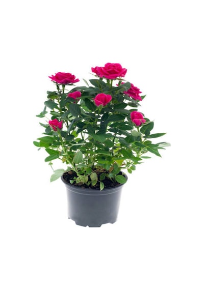 Pembe Kokulu Yediveren Gül Fidanı Saksılı 1 Adet 50-70 Cm Dış Mekan Pink Roses