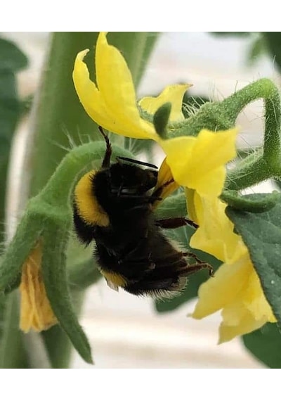 Avrasya Arıcılık Bombus Arısı