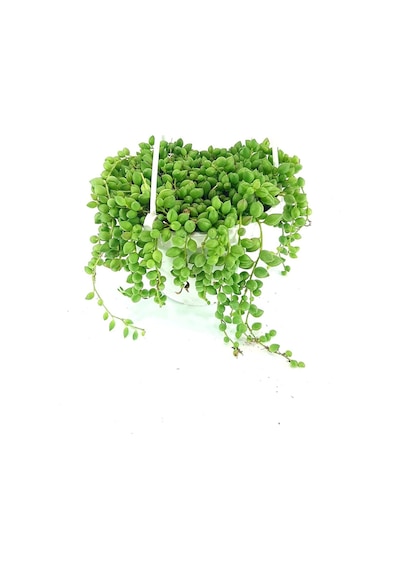 Serada Decor Plant Tespih Çiçeği İnci Tanesi Askılı Büyük Saksı Senecio Rowleyanus Teraryum Sukulent