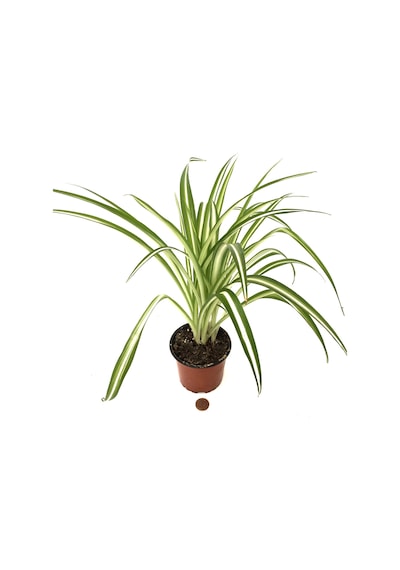 Chlorophytum Comosum (Kurdele Çiçeği) Ø12 CM Y20-25 CM Chlorophytum Comosum (Kurdele Çiçeği) Ø12 CM Y20-25 CM