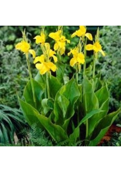 Kanı Canna Indica Yellow King Humbert Kanna Canna Zambağı Fidanı