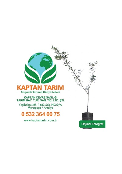 Storeşahin 2 Yaş Aşılı Gemlik Zeytin Fidanı 5 Adet Shn0720
