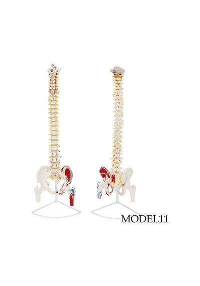 Femur Eklemli Omurga İskeleti 85 cm Model 11