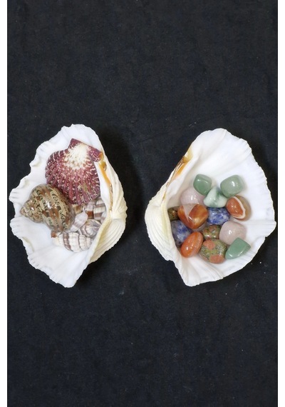 İki Parçalı Deniz Kabuğu Tridacna Gigas 30-p2