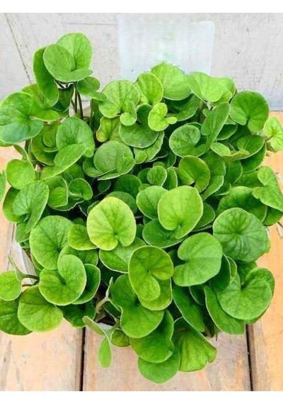 Fare Kulağı Çim Kundura Çimi Gölge Çimi Dichondra Repens 1 Adet Saksılı