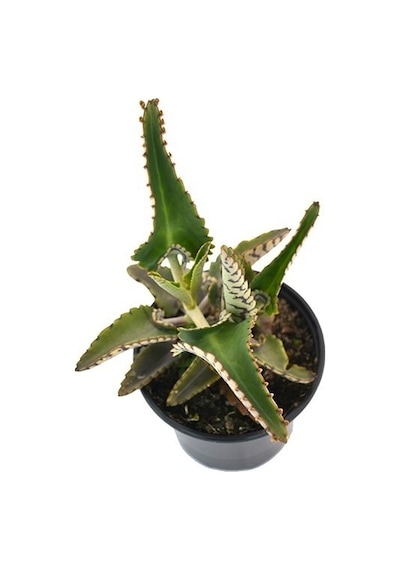 Aşkın Gözyaşı Çiçeği Kalanchoe Daigremontiana 5 Adet 10-20 Cm