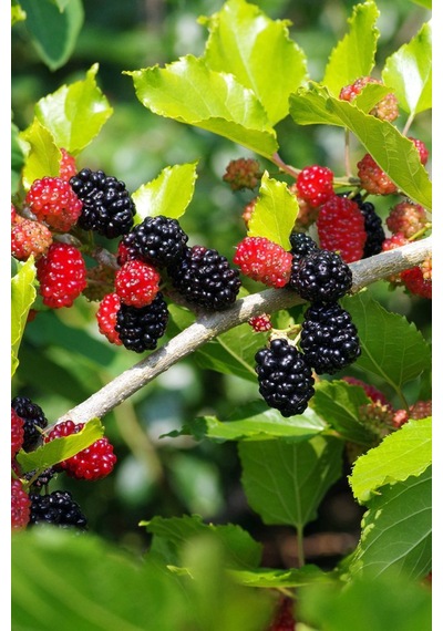 Siyah Bodur Dut Fidanı Mojo Berry 1-2 Yaş Tüplü