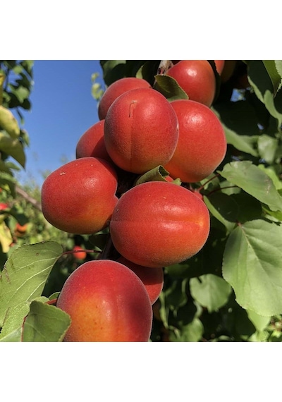 Tüplü Yüksek Verimli Zaiges Red Kırmızı Kayısı Fidanı