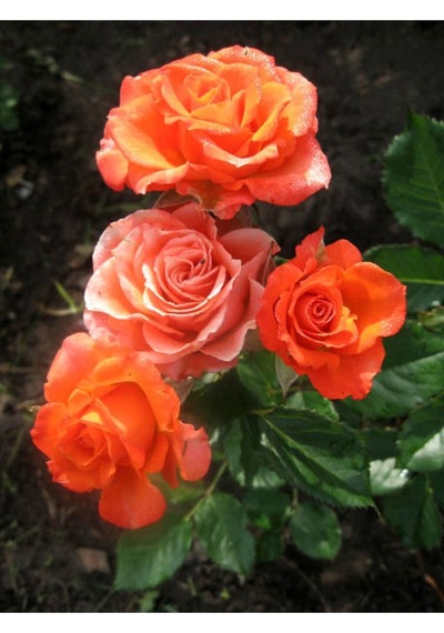 Yediveren Narçiçeği Rengi 30 50 Cm 3 Adet Saksılı Aşılı Gül Pomegranate Rose