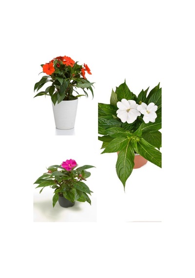 Videolu Özel Seri Cam Güzeli 20 30 Cm 3 Adet Saksılı Çiçekli Bodur Bitki Zantedeschia
