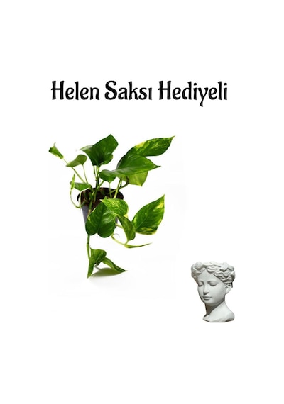 Pothos Salon Sarmaşığı Kadınlar Gününe Özel Helen Saksı Hediyeli Ofis Bitkisi